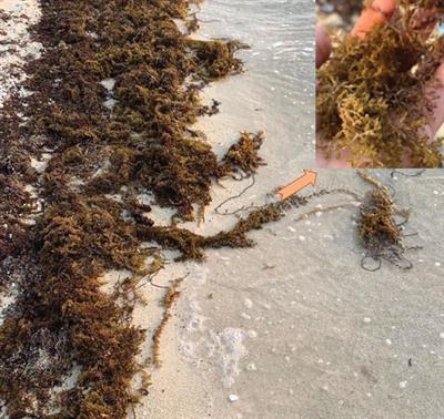 Cystoseira myrica: from beach-cast seaweed to fucoidan with antioxidant and anticoagulant capacity